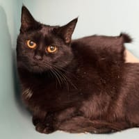 Malicia CAB5039, chatte à adopter