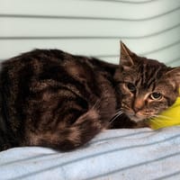 Kyral CAB5023, chat à adopter