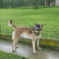 ANAYA, chienne à adopter