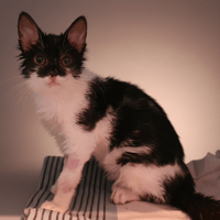 TSUGA CHA, chat à adopter