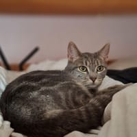 YSALINE, chatte à adopter