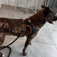 Phoenix, chien à adopter