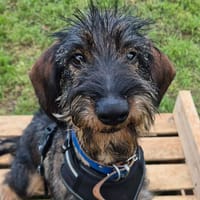 ALEX QCN, chien à adopter