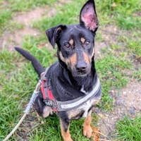 Vera, chienne à adopter