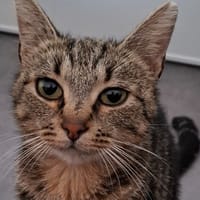 Macumba, chatte à adopter
