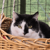 RILEY, chatte à adopter