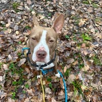 JUNE PAA23057, chienne à adopter