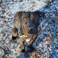 PUDDING PAA23027, chien à adopter