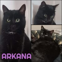 ARKANA, chatte à adopter