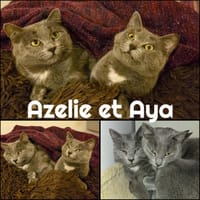 AZALIE et AYA  DOUBLE ADOPTION, chatte à adopter