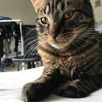 pepito, chat à adopter