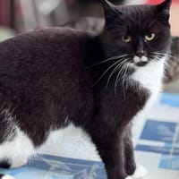 valma, chatte à adopter