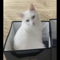 NEIGE, chat à adopter