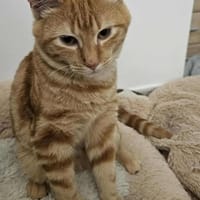 Alfred, chat à adopter