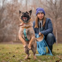 Kardamon, pies do adopcji