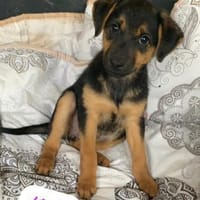 Kelly. Eine Dame sucht Verehrer, Hündin zur Adoption