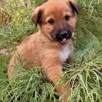 Otto 4 mon., Hund zur Adoption