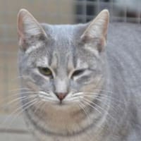 Tania braucht Geduld und Geborgenheit,, Katze zur Adoption