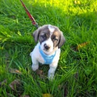Arnie ein Beagle Mix, Hund zur Adoption