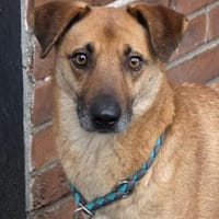 Roxy sportlich kompetent - Mit 🐶Kumpel, Hund zur Adoption