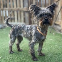 LAYA 💝 bezaubernd, lieb & verträglich, Hündin zur Adoption