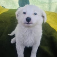 Kleiner Teddy Tobi sucht ein Zuhause, Hund zur Adoption