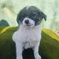 Archi sucht ein Körbchen, Hund zur Adoption