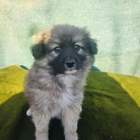 Robin ein kleines Kerlchen, Hund zur Adoption