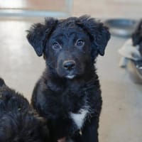 Rüdigersucht seine Menschen🐾💙, Hund zur Adoption