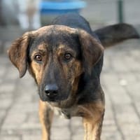 FANIS - verschmuster Dreibeiner, Hund zur Adoption