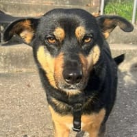 BEA ca. 2 J. unsichere Mischlingshündin, Hündin zur Adoption