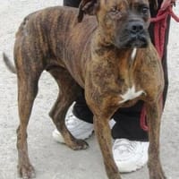 Mocka ist eine ganz tolle Boxerhündin!, Hündin zur Adoption