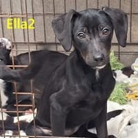 Sonnenschein sucht seinen Menschen, Hündin zur Adoption