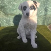 Zara sucht ein Zuhause, Hündin zur Adoption