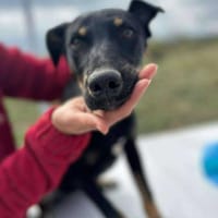 Merle, zartes Hundekind sucht Zuhause, Hündin zur Adoption