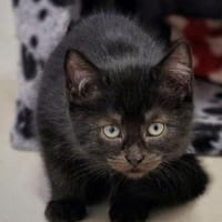 Schaschlik, Kater zur Adoption