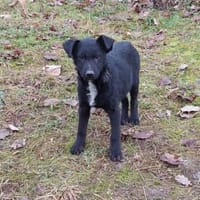 Theosucht sein großes Glück! 🐾, Hund zur Adoption