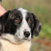 Pintia - zutraulich u. kinderlieb, Hündin zur Adoption