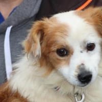 Jamilo - sehr zutraulich u. lieb, Hund zur Adoption