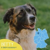 Süße Betty sucht souveräne Menschen, Hündin zur Adoption