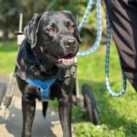 GRAF - anhänglich, freundlich, verspielt, Hund zur Adoption