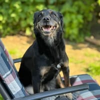 BRENDA - verschmust, aber vorsichtig, Hündin zur Adoption