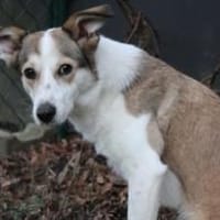 SOPHIA - kleine, tapfere Hundedame, Hündin zur Adoption