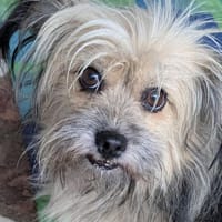 Josy, Hund zur Adoption