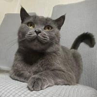 Süße Ella sucht neues Zuhause, Katze zur Adoption