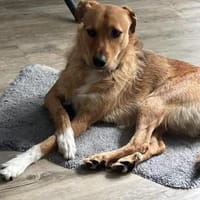 Nanu sucht sein Für-immer-Zuhause 🐾, Hund zur Adoption