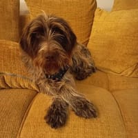 Hunter - sucht ihren Hafen, Hündin zur Adoption