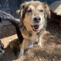 ZOE - liebe, verschmuste Handicap-Dame, Hündin zur Adoption