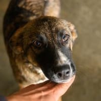 Unser Sternchen ist Sterretje, Hündin zur Adoption