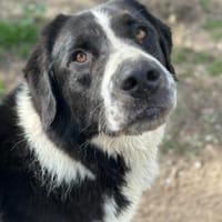 BAZ - wunderschöner Rüde voller Energie, Hund zur Adoption